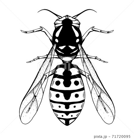 Contour black sketch of a wasp with a top view on a white background. Flying insect. Vector outline object 71720095