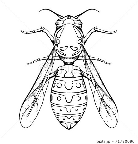 Contour sketch of a wasp with a top view on a white background. Flying insect. Vector outline object 71720096