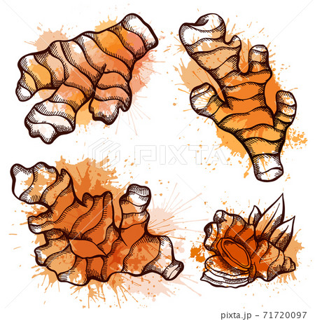 Set of sketch of ginger roots with watercolor splashes on a white background. Engraving illustration with hatching. Healthy food. Vector object 71720097