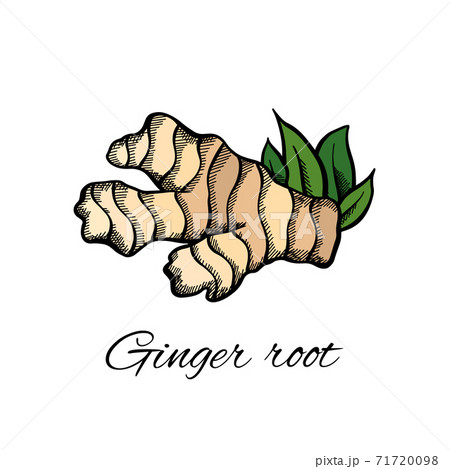 Color sketch of ginger root and leaves with the inscription on white background. Engraving illustration with hatching. Healthy food. Vector object 71720098