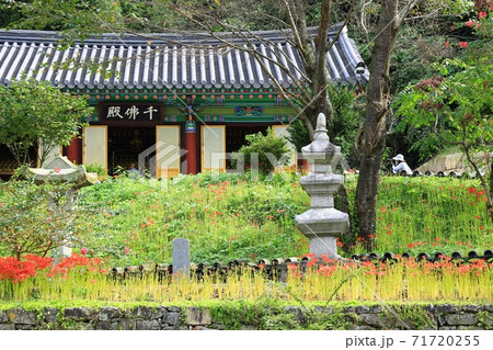 花 秋 万 71720255