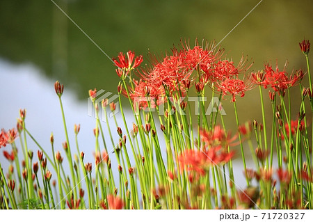 花 秋 万 71720327