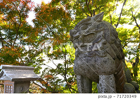 狛犬_紅葉背景_神奈川県阿夫利神社 狛犬_紅葉背景_神奈川県阿夫利神社 71720349