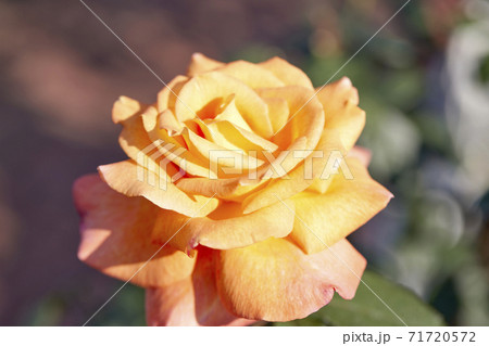 薔薇 71720572