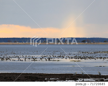 秋の野付半島-水鳥たちの休息 秋の野付半島-水鳥たちの休息 71720685