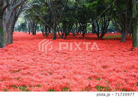 花 花畑 万 71720977