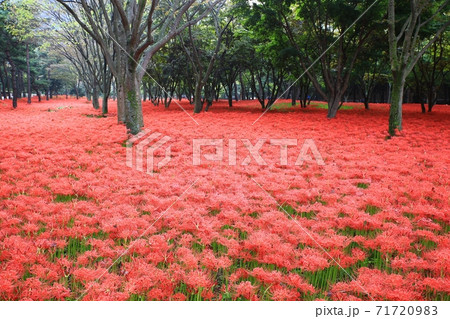 花 花畑 万 71720983