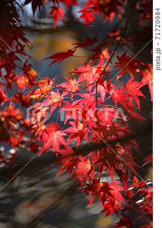 紅葉 紅葉 71720984