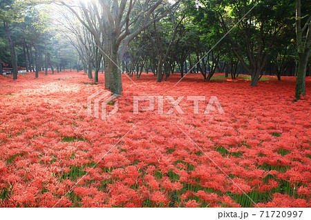 花 花畑 万 71720997