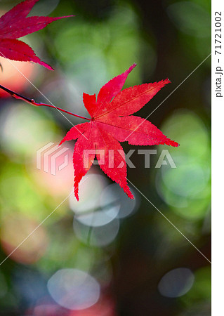 紅葉 紅葉 71721002