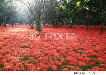 花 花畑 万 71721003