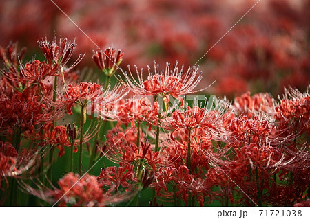 花 花畑 万 71721038