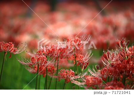 赤色 花 花畑の写真素材