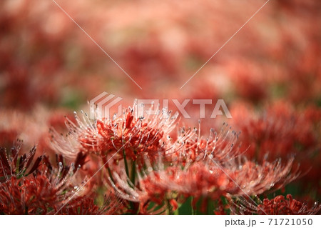 赤色 花 花畑の写真素材