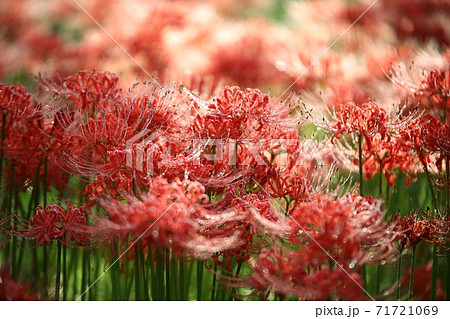 花 花畑 万 71721069