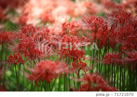 花 花畑 万 71721070