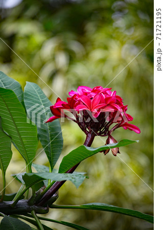 インドソケイの花 71721195