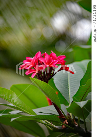 インドソケイの花 インドソケイの花 71721198