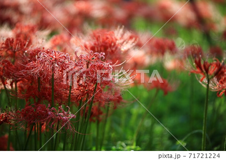 花 花畑 万 71721224