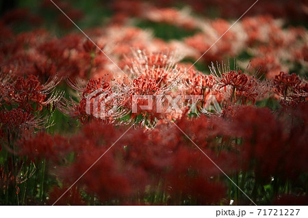 花 花畑 万 71721227
