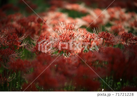 花 花畑 万 71721228