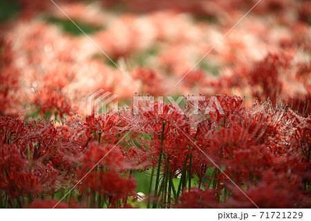 花 花畑 万 71721229