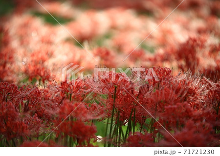 花 花畑 万 71721230