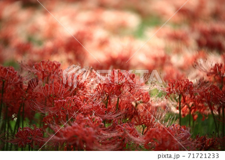 赤色 花 赤の写真素材