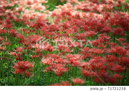 花 花畑 万 71721238