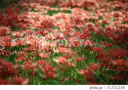 花 花畑 万 71721239
