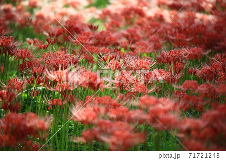 花 花畑 万 71721243
