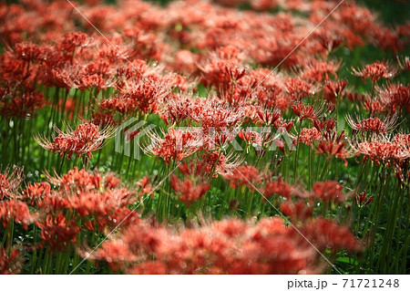 花 花畑 万 71721248