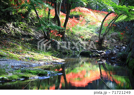 赤色 花 石山 71721249