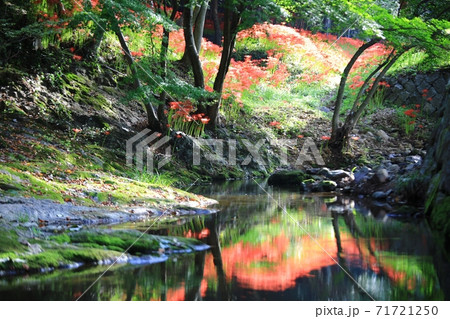 赤色 花 石山 71721250