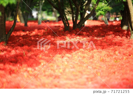 花 花畑 万 71721255