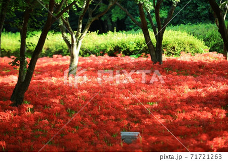 花 花畑 万 71721263