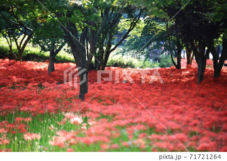 花 花畑 万 71721264