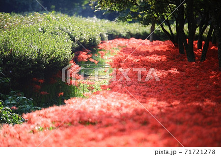 花 花畑 万 71721278