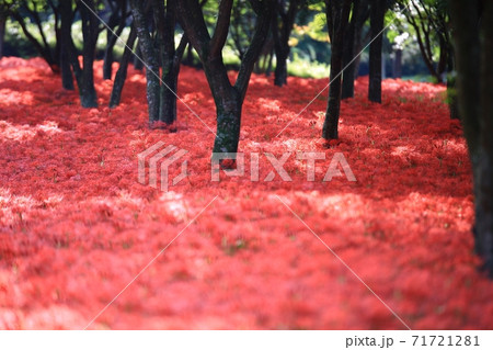 花 花畑 万 71721281