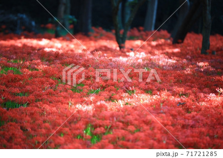 赤色 花 石山 71721285