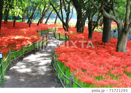 赤色 花 石山 71721293