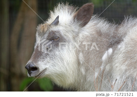ニホンカモシカ（名古屋市　東山動植物園） 71721521