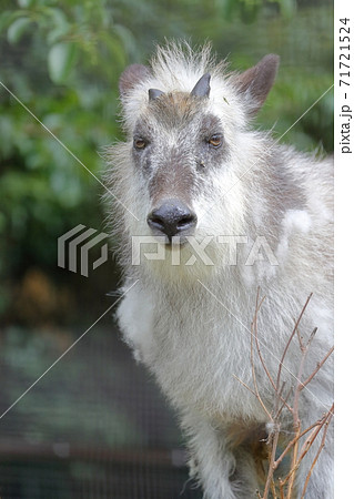 佇むニホンカモシカ(名古屋市 東山動植物園) 佇むニホンカモシカ(名古屋市 東山動植物園) 71721524