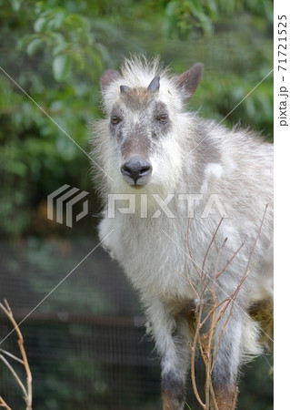 佇むニホンカモシカ(名古屋市 東山動植物園) 佇むニホンカモシカ(名古屋市 東山動植物園) 71721525