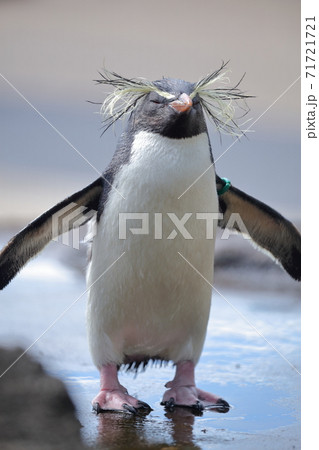 動物園で人気のペンギン キタイワトビペンギン 名古屋市 東山動植物園 の写真素材 動物園で人気のペンギン キタイワトビペンギン 名古屋市 東山動植物園 の写真素材