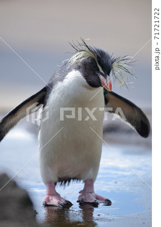 動物園で人気のペンギン キタイワトビペンギン 名古屋市 東山動植物園 の写真素材