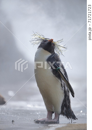 ミストシャワーをあびるペンギン キタイワトビペンギン 名古屋市 東山動植物園 の写真素材