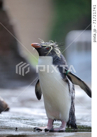 動物園で人気のペンギン キタイワトビペンギン 名古屋市 東山動植物園 の写真素材