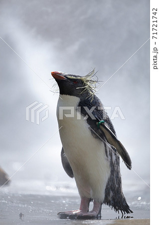 ミストシャワーをあびるペンギン キタイワトビペンギン 名古屋市 東山動植物園 の写真素材