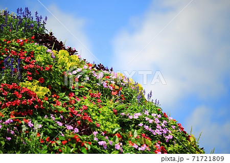 花 空 万 71721809